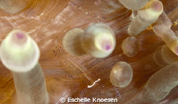 Anenome and shrimp by Eschelle Knoesen 